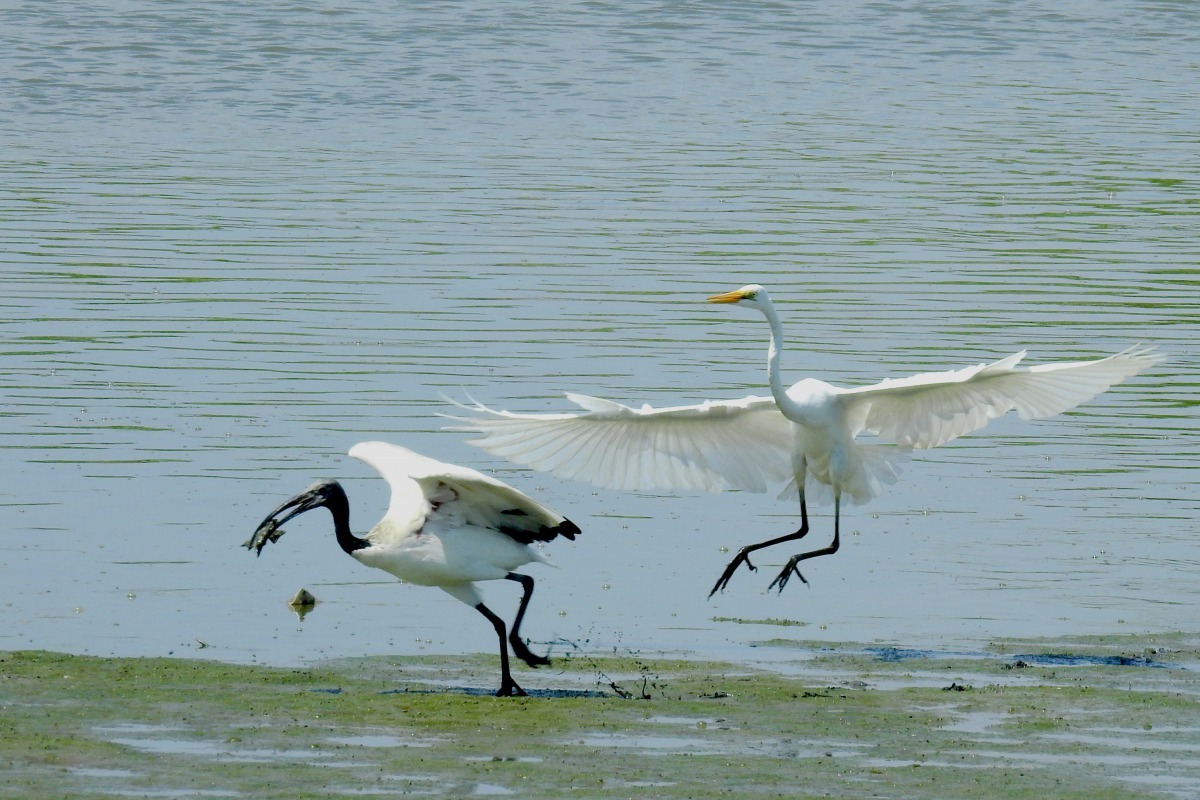 「新北市濕地珍水志工攝影展－濕樂園」冠軍-別跑。林金山/攝
