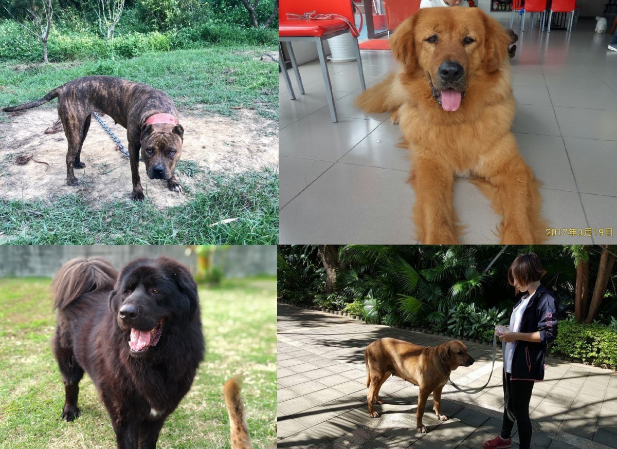 比特犬(左上)、金絲敖(右上)、獒犬(左下)、巴西費勒犬(右下)。圖片取自網路 希望/提供