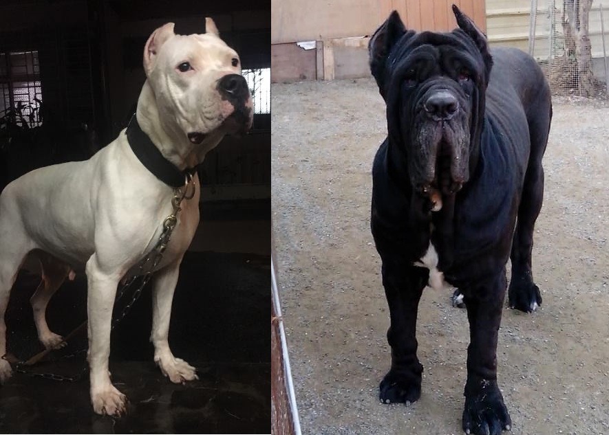 杜高犬(左)、紐波利頓犬(右)。圖片取自網路 希望/提供