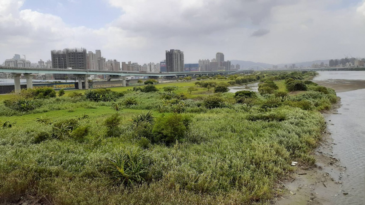 河川濕地可發現多樣色彩繽紛水鳥和陸鳥。新北市動保處/提供