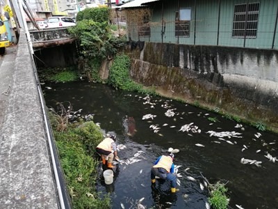 河道溶氧低造成魚群死亡-中市府迅速派員清理