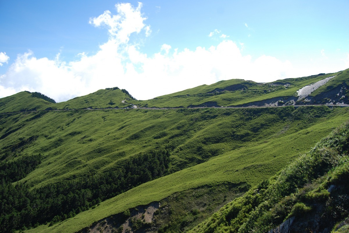 合歡山的玉山箭竹形成毛毯般的景緻。林務局/提供