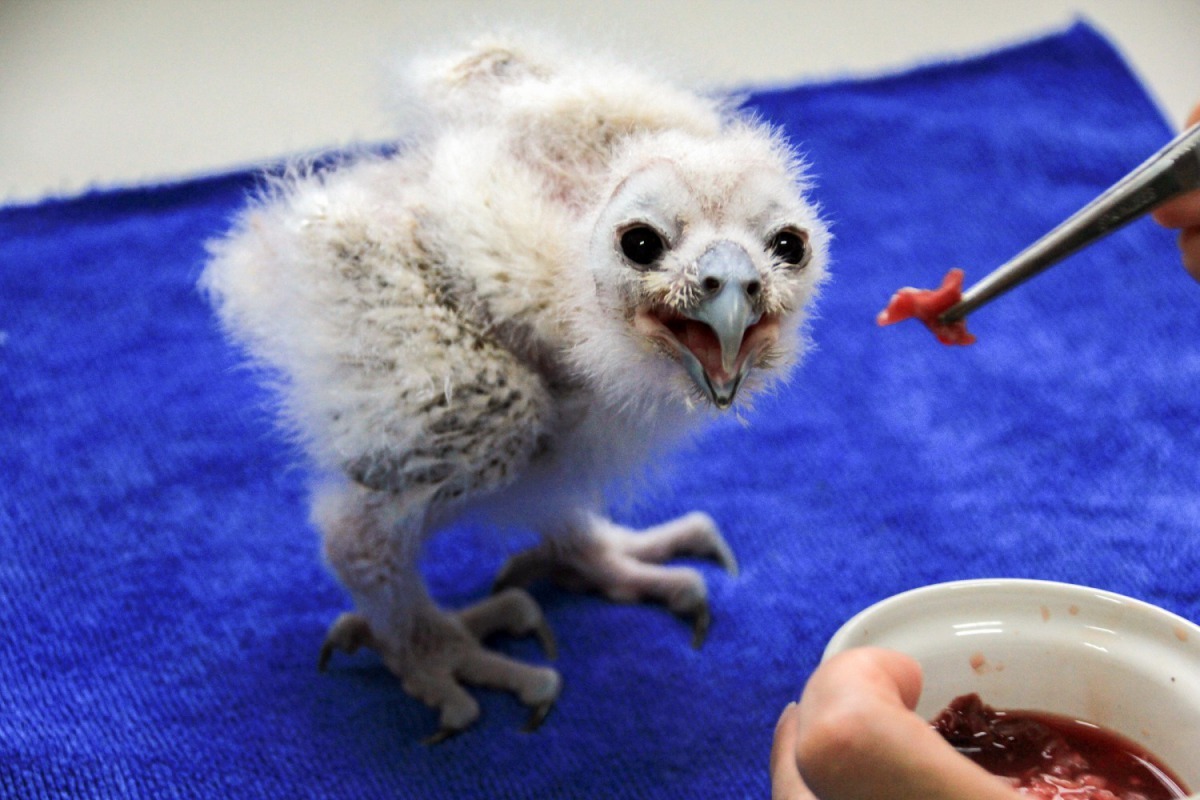 在野外通常是由鳥爸爸負責捕捉獵物帶回巢中，交由鳥媽媽用尖銳的喙將獵物撕成小塊小塊餵給雛鳥。台北市立動物園/提供