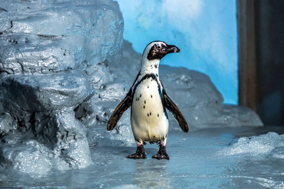 黑腳企鵝野外族群正面臨著存續危機。台北市立動物園/提供