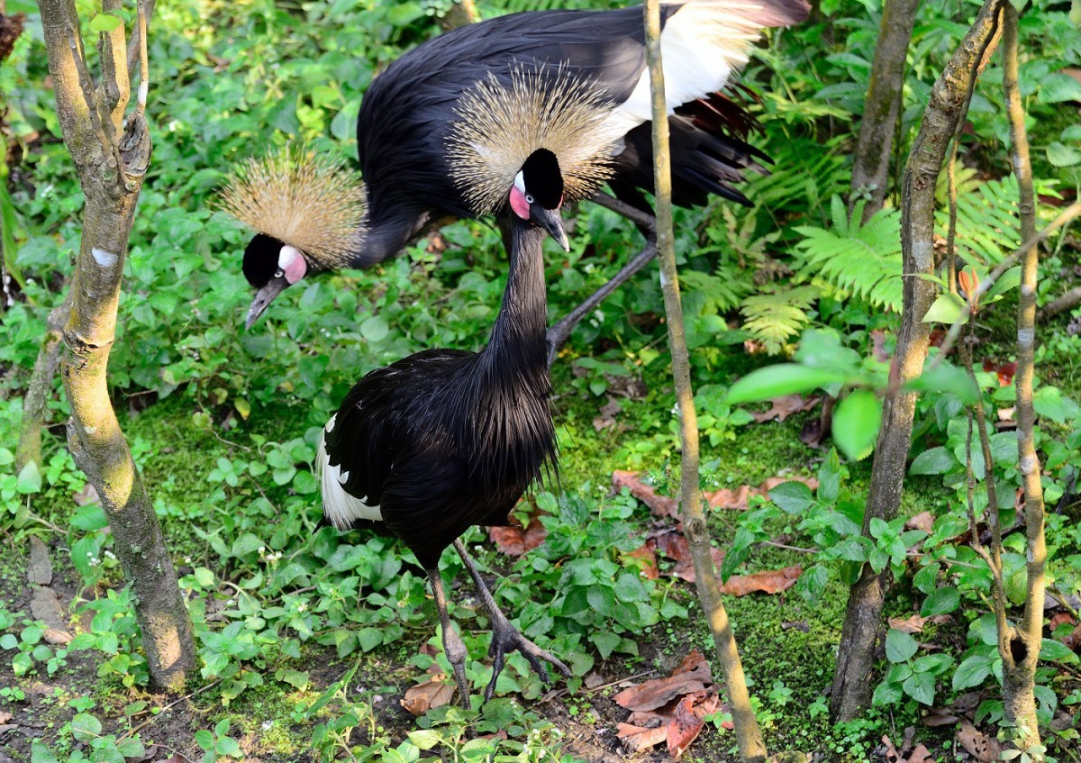 黑頸冠鶴的外形非常華麗。台北市立動物園/提供