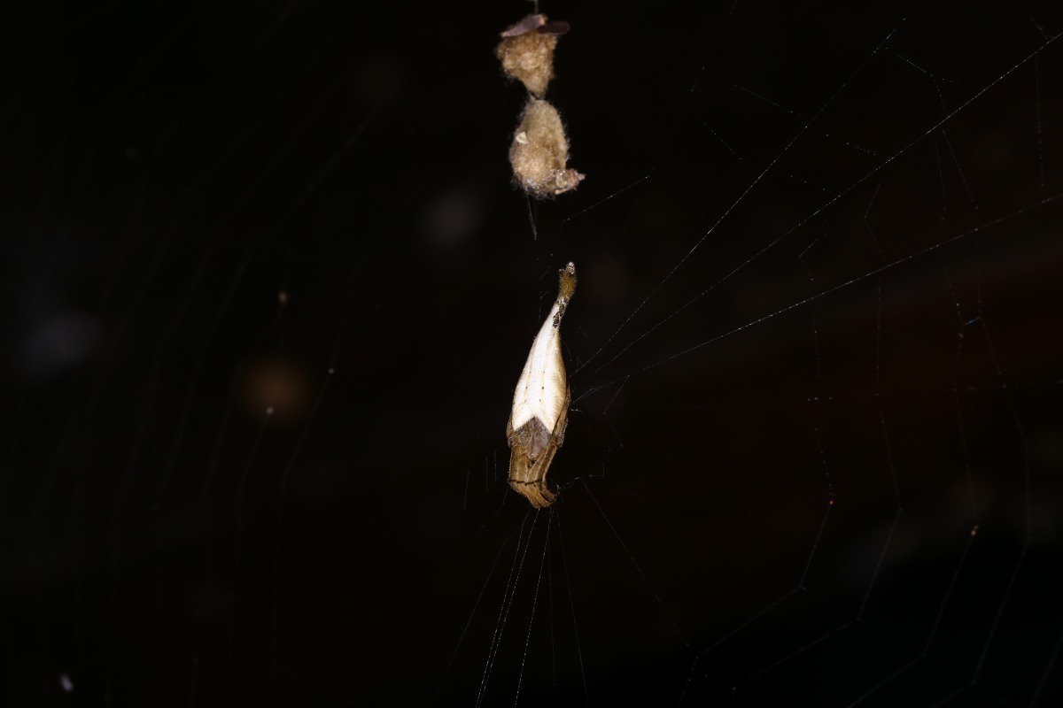 黑尾曳尾蛛。羅英元/攝