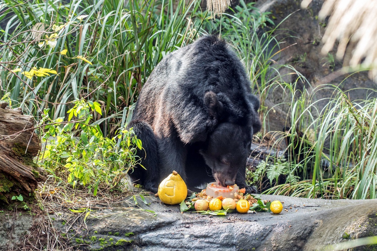 黑熊「黑糖」上午開心享用生日蛋糕。台北市立動物園/提供