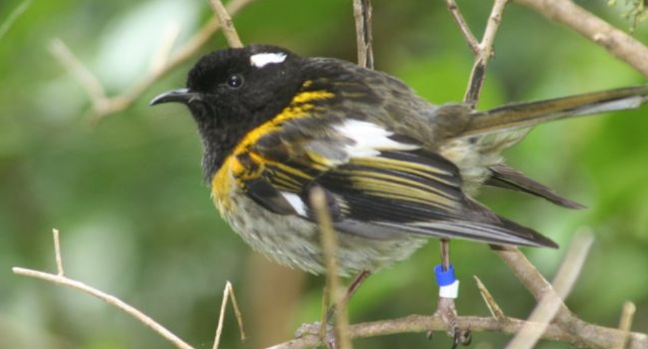 紐西蘭保育學家為了幫助瀕臨絕種的鳥類 - 縫葉吸蜜鳥，發起了縫葉吸蜜鳥精子大賽(The Great Hihi Sperm Race)。這次比賽所募得的金額，將用來保育所剩無幾的縫葉吸蜜鳥族群。 來源: BBC News