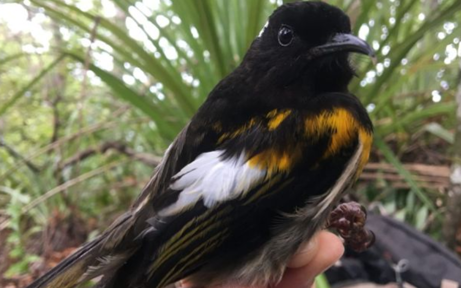 縫葉吸蜜鳥數量的銳減導致了近親繁殖的現象。連鎖的影響是其種類的基因問題也跟著出現。不只如此，近親繁殖也會導致低受孕率的危機。來源: BBC News