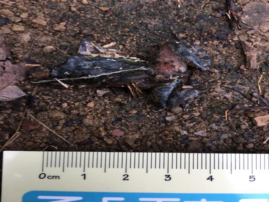 於紅龜面道路遭路殺的澤蛙。新北市農業局/提供