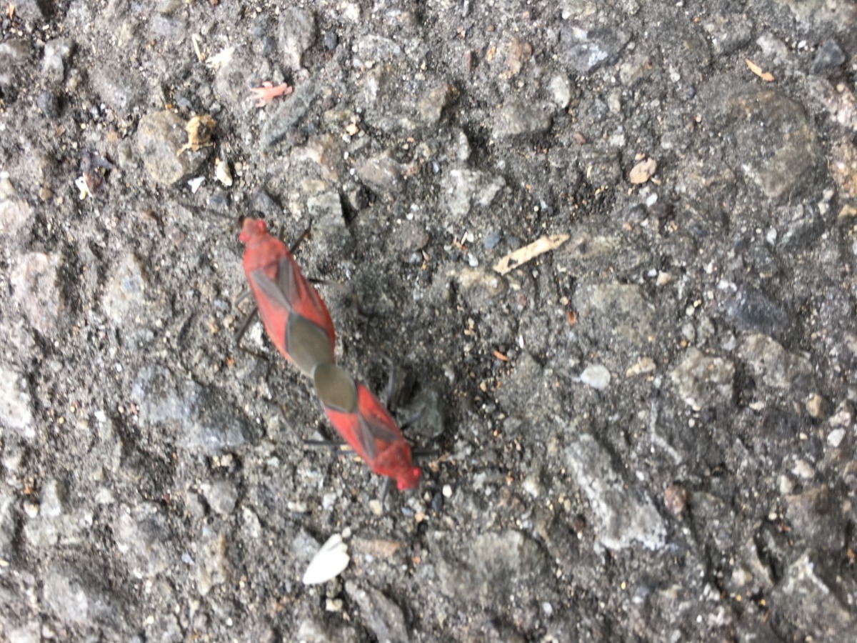 紅姬緣椿象與台灣欒樹為互利共生關係,無攻擊性,不會使人受傷。台中市政府/提供