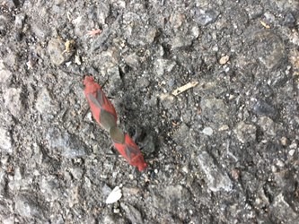 紅姬緣椿象與荔枝椿象不同，對人無危害勿驚慌。台中市農業局/提供