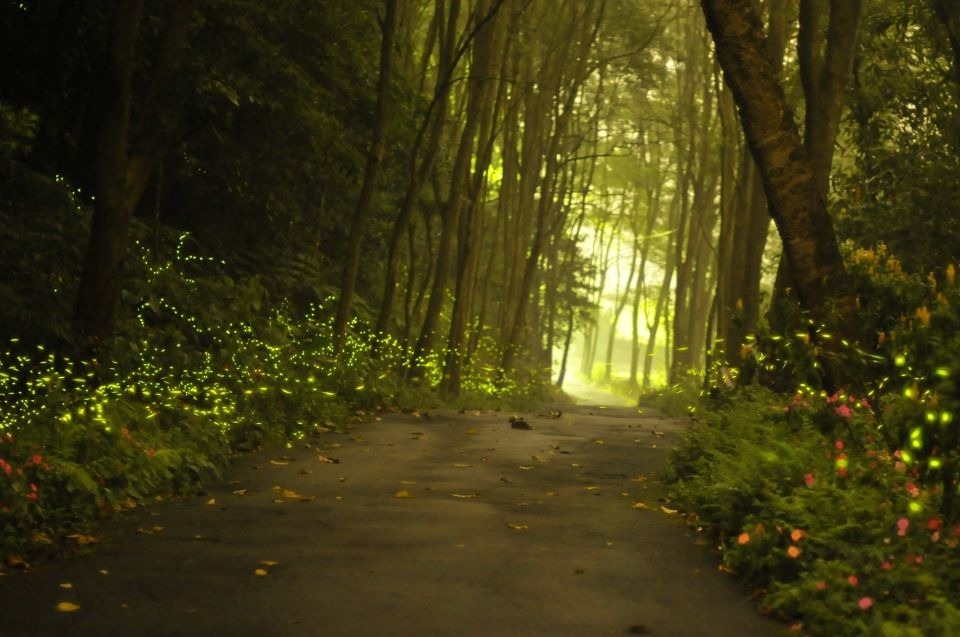 鳶山步道賞螢。洪明賢/攝
