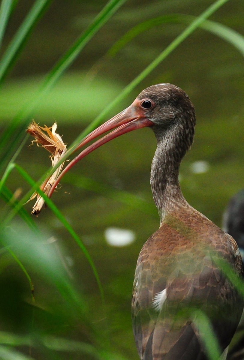 紅鹮的亞成鳥。台北市立動物園/提供