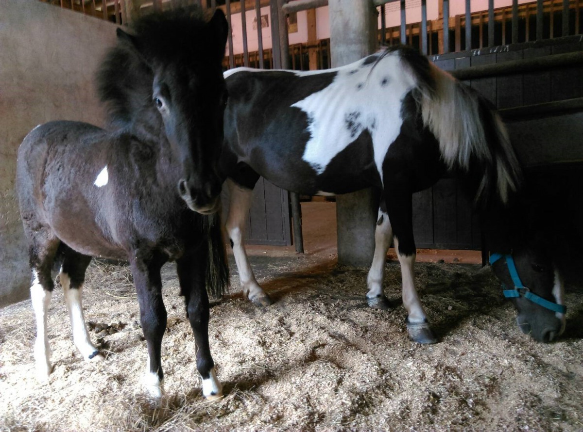 后里馬場中的迷你馬母子檔，馬寶寶才5個月大，模樣十分討喜可愛。台中市政府/提供