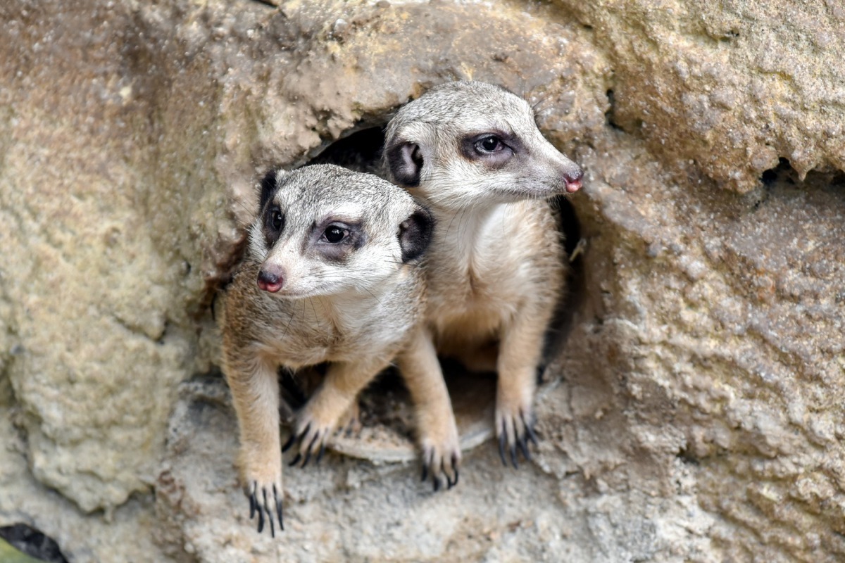 狐獴會躲在洞穴裡休息。台北市立動物園/提供