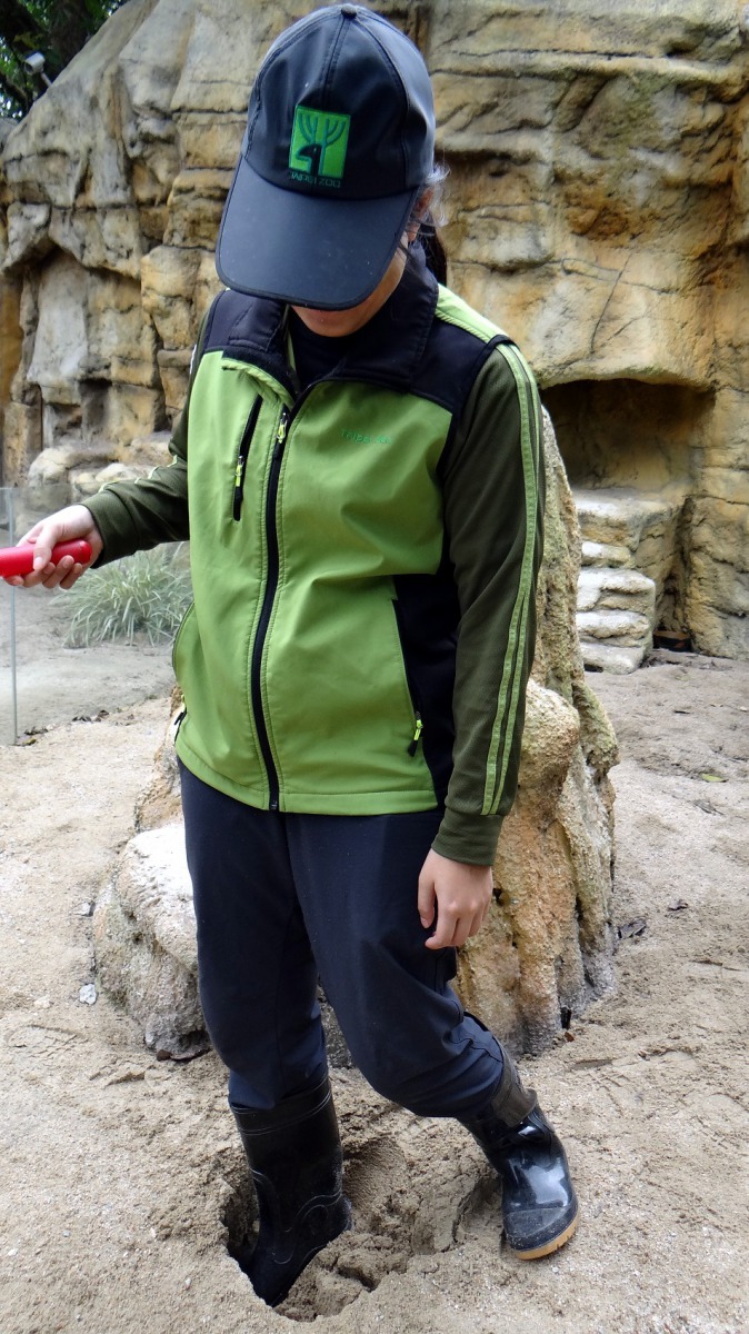 狐獴活動場地面下暗藏許多「陷阱」。台北市立動物園/提供