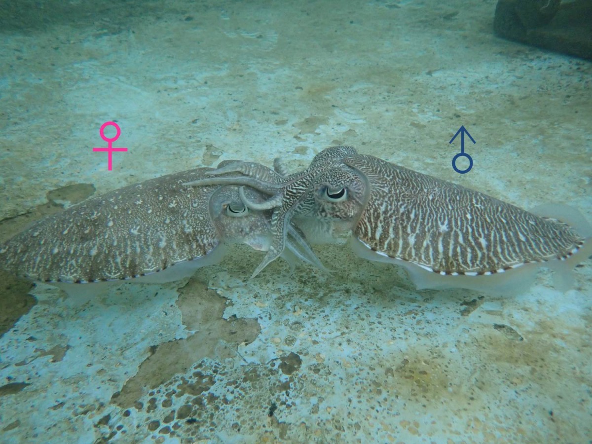 花枝爸爸(右)媽媽(左)求偶交配,像不像一支優美的雙人舞呢?海洋大學徐德華研究室/提供