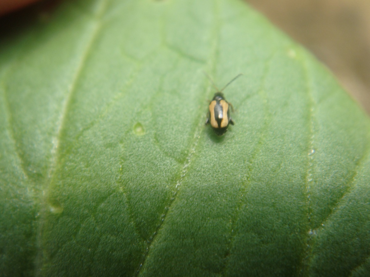 在溫室內最容易發生黃條葉蚤，不僅危害十字花科的葉部，根部也會啃食。新北市農業局提供