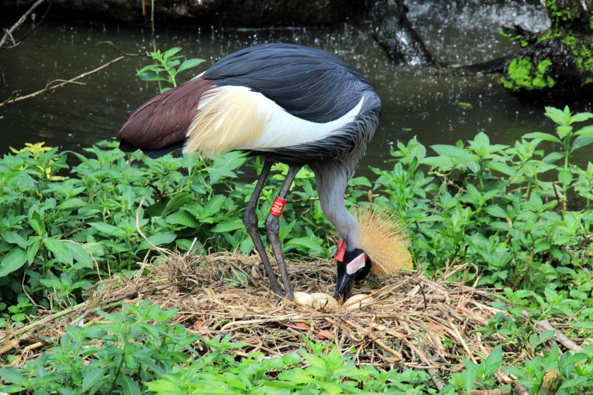 灰頸冠鶴夫妻今年產下三顆蛋。台北市立動物園/提供