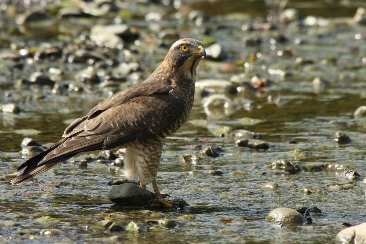 珍貴稀有的灰面鵟鷲。台灣動物新聞網 台灣猛禽研究會/提供
