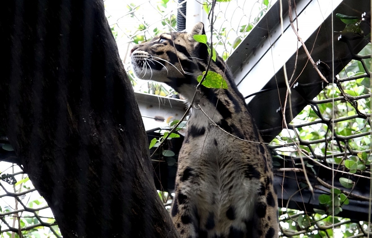 活動場改裝後,看到「Suki」的機會也大幅提升。台北市立動物園/提供