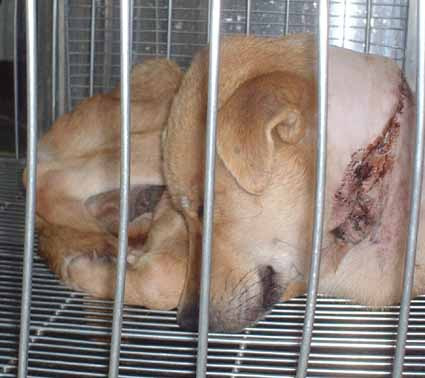 被捕的狗,嚴重頸傷。劉威良/提供