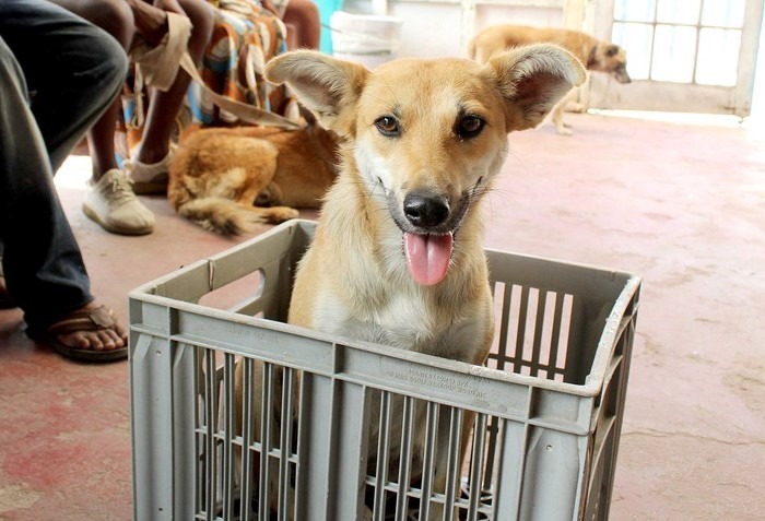 動物保護是當今的顯學、世界的潮流，各國爭相出檯《動物福利法》、《動物保護法》。   取自Ground Up