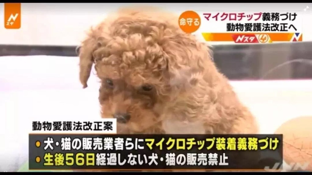 日本去年的虐待動物案件達到新高，對此日本政府已經立法因應。圖片來源／日本新聞網