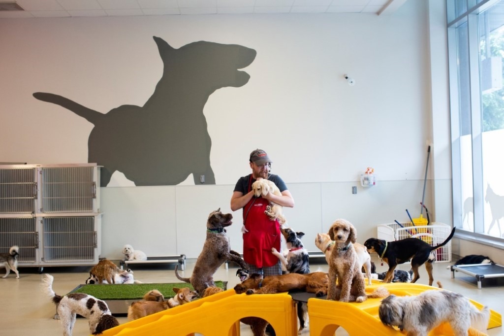 亞馬遜總部養狗員工的福利之一,如果狗不帶進辦公室,可以安置於南湖聯合園區的托育中心,圖中這位Jason Loper既是訓犬師也是寵物保母。取自Los Angeles Times