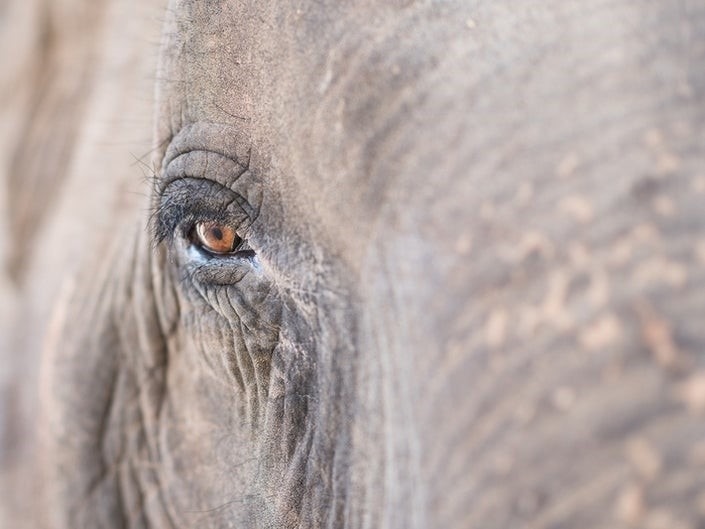 洛杉磯通過新法,禁止將野生動物用於娛樂目的。圖片來源/Shutterstock
