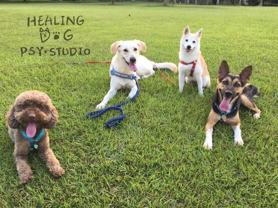 四隻療癒犬外型、個性迥異，卻同樣幫助了不少孩子。 圖片來源／與狗相癒 － 療癒犬心理工作室