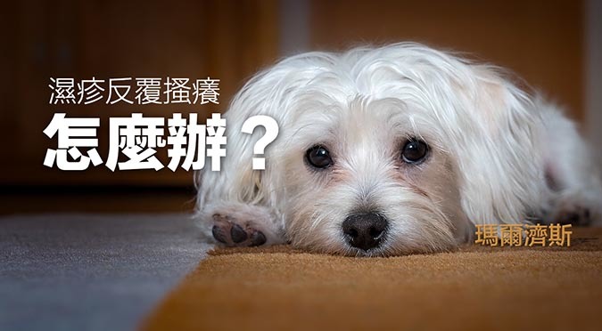 哈寵誌/提供