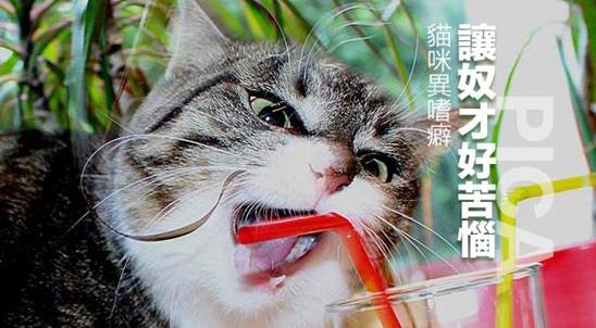 哈寵誌/提供(以下皆同)