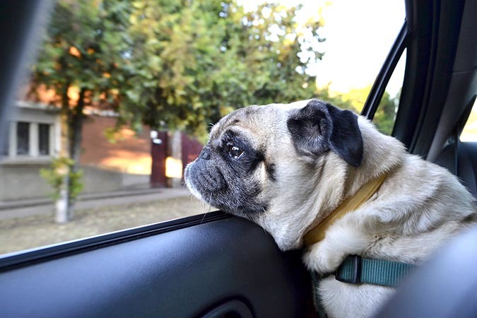 秋高氣爽,寵物也想出門走走。哈寵誌/提供