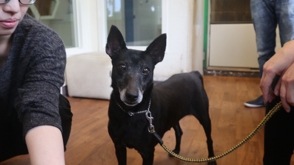 台北市動物之家與公關公司攜手合作為黑犬發聲，啟動「黑得漂亮！Shine in Black 黑犬議議題行銷計畫」。公關公司/提供