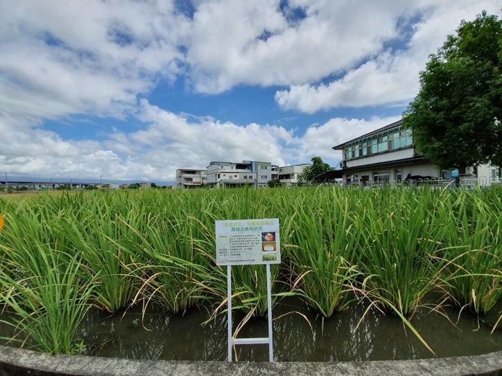 花蓮區農業改良場與五結鄉農會合作進行「魚茭共生」友善耕作示範。行政院農委會/提供