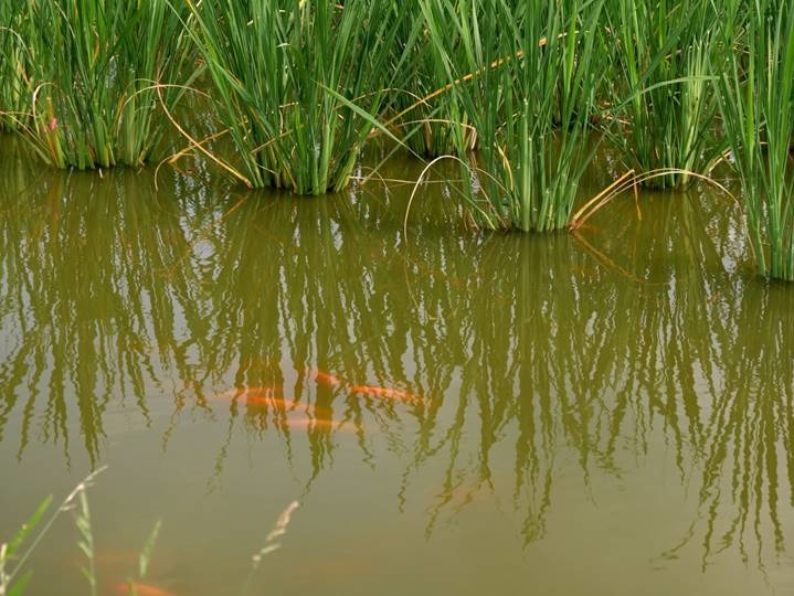 花蓮場為提升「魚茭共生」模式的附加價值，嘗試放養紅尼羅魚，結果不但能有效控制福壽螺數量，更有高單價的紅尼羅魚可收。行政院農委會/提供