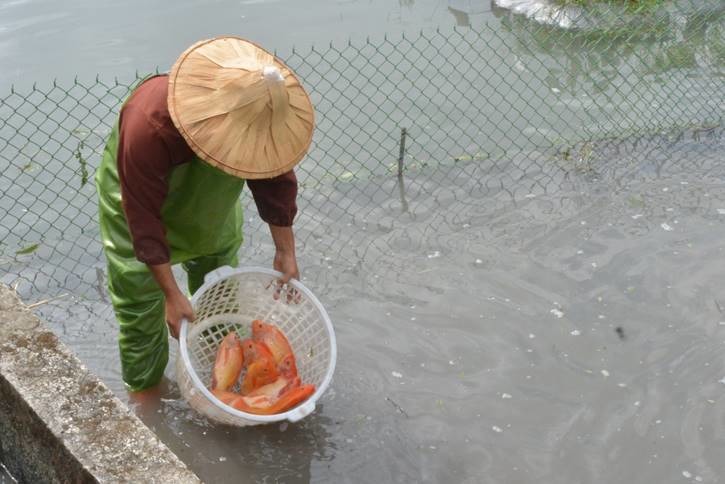 花蓮場嘗試放養單價較高的紅尼羅魚，適應情況良好；「魚茭共生」田裡的紅尼羅魚，活跳吸睛又鮮美。行政院農委會/提供