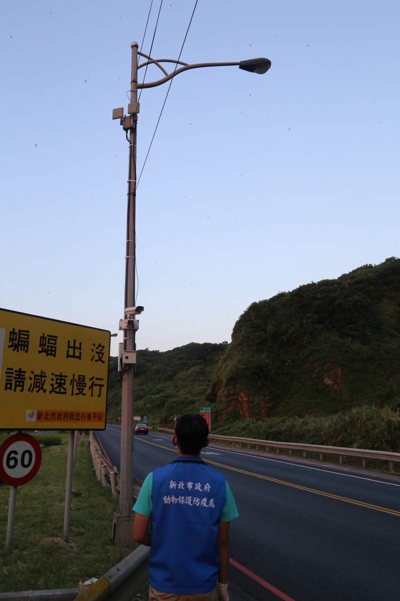 瑞芳是全台數量最多摺翅蝠的生育棲所，新北市農業局在此處設立「常有蝙蝠，小心慢行」告示牌。新北市農業局/提供