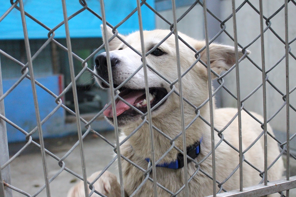 台北市議員陳孋輝爆料，柯文哲上任後，動物遭人道處置數量攀升，直言「零撲殺政策早已破功」。台灣動物新聞網資料畫面 李娉婷/攝