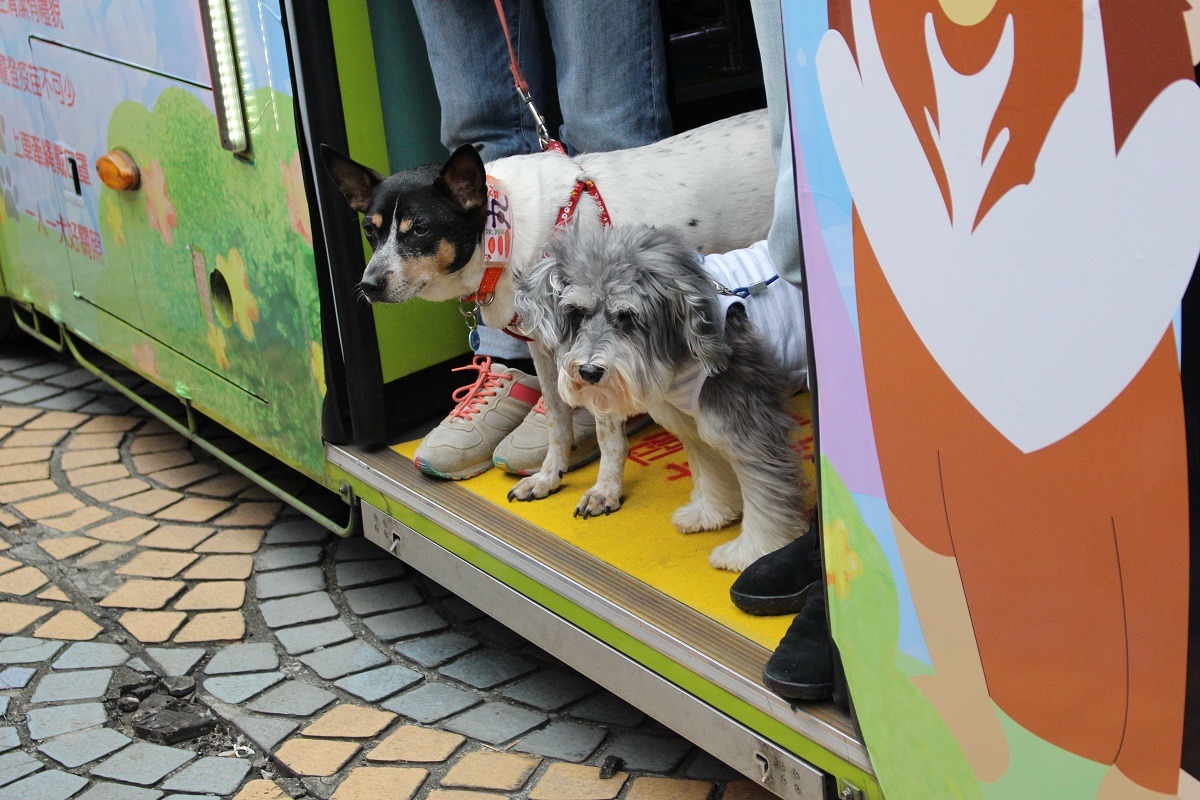 北市友善狗狗公車，歡迎汪星人搭乘。台灣動物新聞網資料畫面 李娉婷/攝