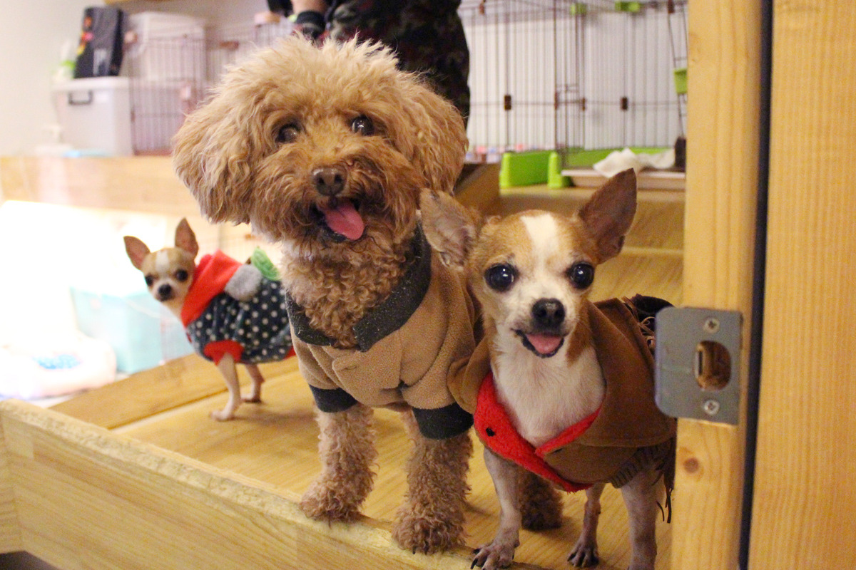 台北市推廣動物安養機構制度，符合世界動物保護的趨勢，在使用者付費的原則下，使老弱殘疾的寵物都能擁有安身立命之處。台灣動物新聞網資料畫面 何宜/攝