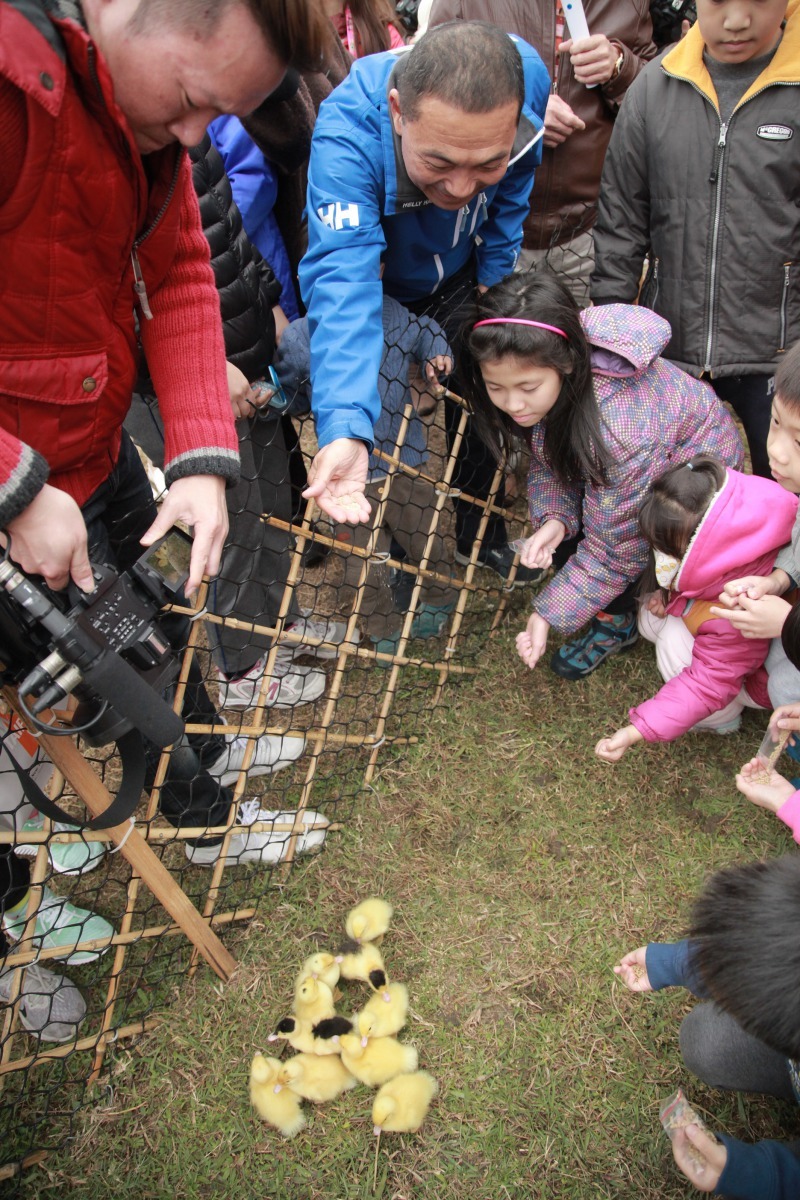 新北市長侯友宜體驗鴨小寶餵食。新北市政府/提供
