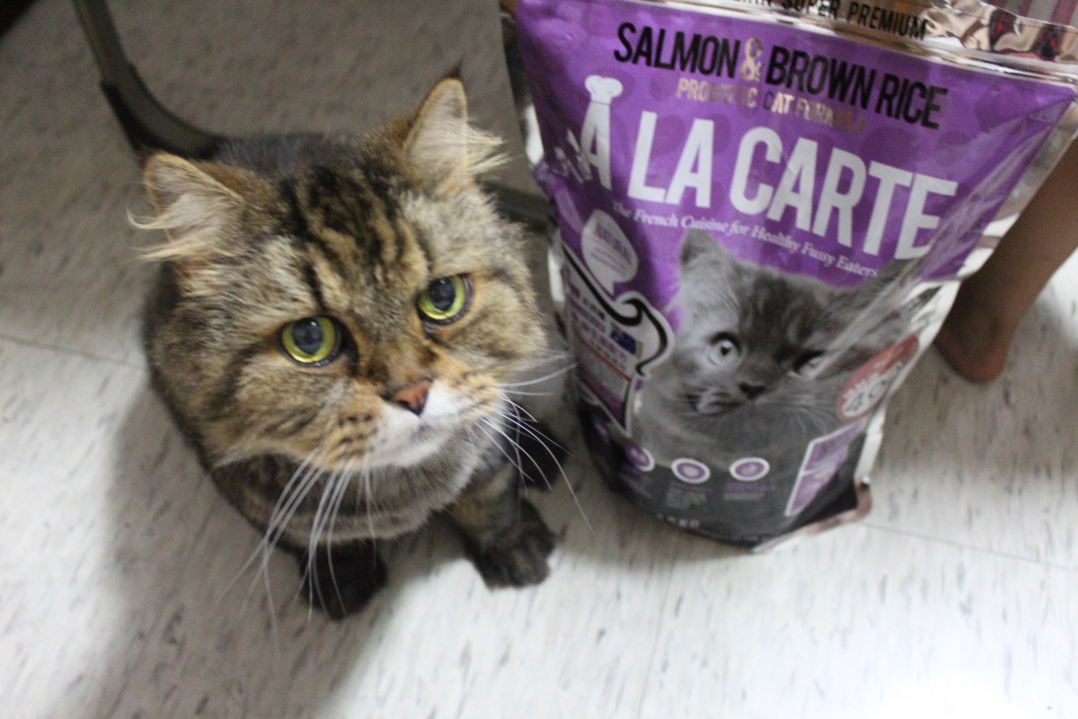 毛孩成家中一份子,寵物飼料的商機居高不下。廠商/提供