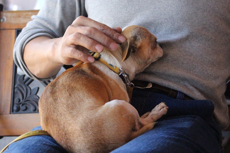 喜愛動物的人常會希望在充滿貓狗的環境工作並獲得專業學習機會。台灣動物新聞網資料畫面 李娉婷/攝