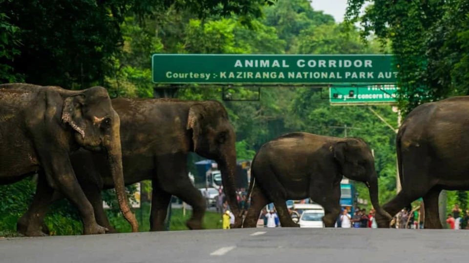 一群大象橫跨國道37號公路。 圖片來源/HT PHOTO