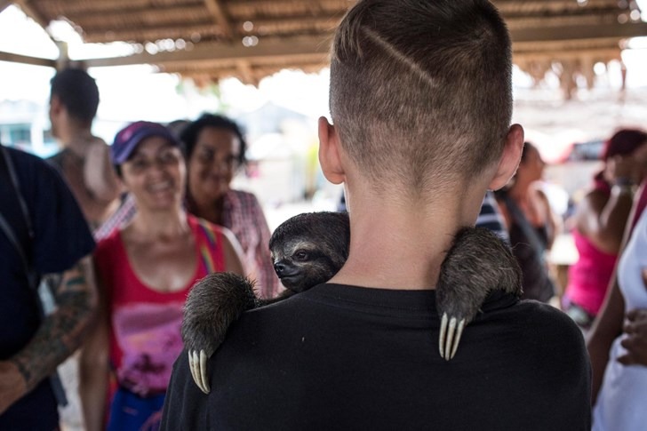 Instagram希望警告訊息的出現，會使用戶停下來思考，照片內容是否侵犯了動物福祉，或是破壞了環境。來源: National Geographic