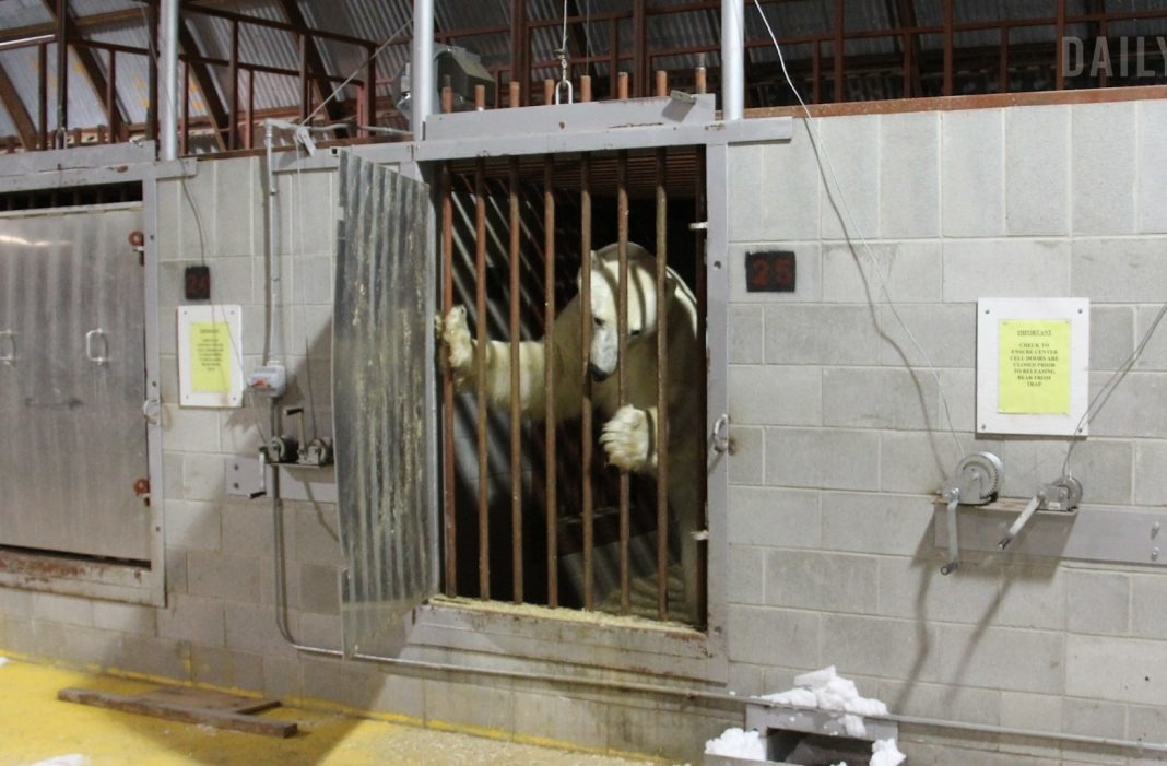 全球獨一無二的「北極熊監獄」，是以關禁閉方式驅離進入城鎮覓食，可能具有危險性的北極熊。 取自vice.com
