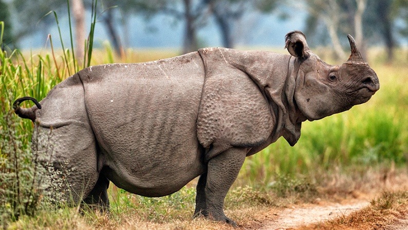 根據最新馬來西亞官方的野生動物記錄，爪哇犀牛正式成為絕種生物。來源:Juice Online
